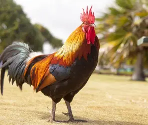 Horóscopo Chino: Año de grandes cambios y oportunidades para el Gallo en 2024