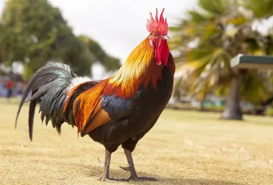 Conoce las predicciones para el signo Gallo en el horóscopo chino para 2024.