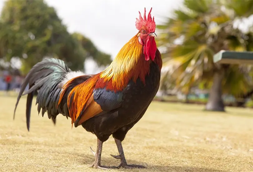 Conoce las predicciones para el signo Gallo en el horóscopo chino para 2024. Conoce las predicciones para el signo Gallo en el horóscopo chino para 2024.
