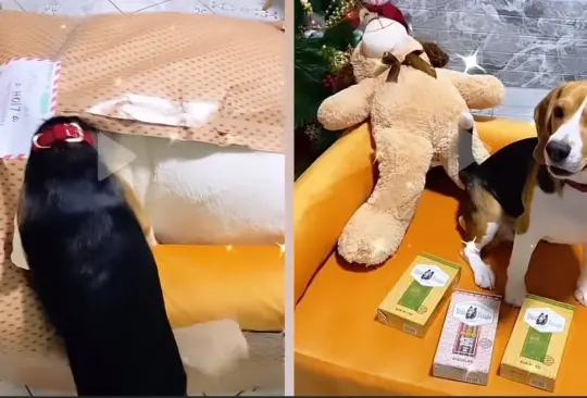 La emotiva reacción de un perrito a su regalo de navidad conmueve las redes sociales