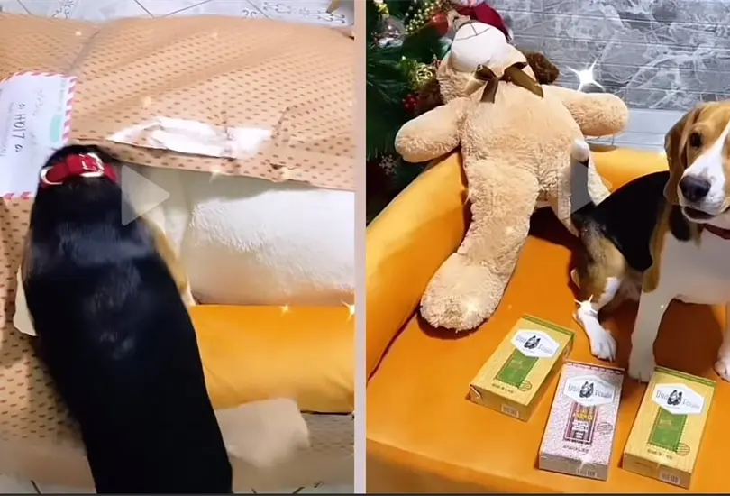 La emotiva reacci&oacute;n de un perrito a su regalo de navidad conmueve las redes sociales