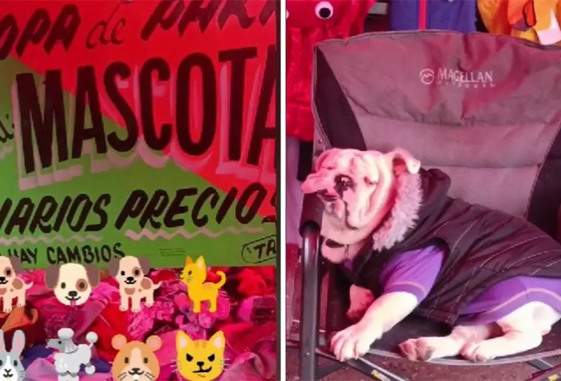 Ropa de paca para mascotas