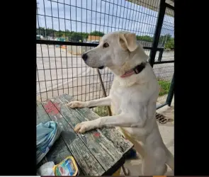 Pandora, la perrita labrador que todos los días espera a las personas que la abandonaron