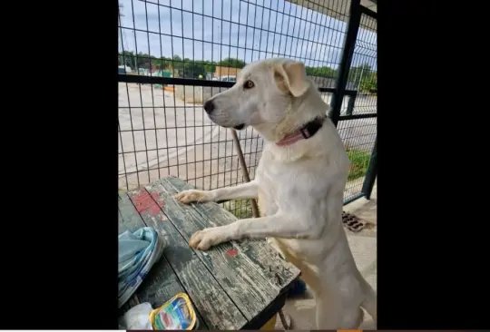 Pandora espera todos los días a la familia que la abandonó en el refugio para perros.