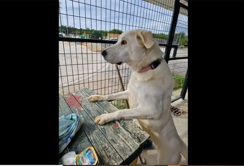 Pandora espera todos los días a la familia que la abandonó en el refugio para perros. Pandora espera todos los días a la familia que la abandonó en el refugio para perros.