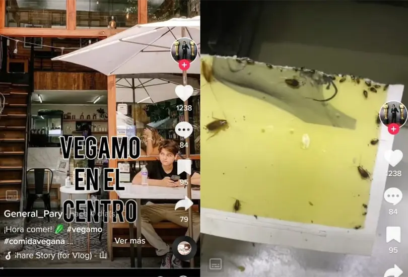 Denuncian en redes plaga de cucarachas en restaurante de la CDMX