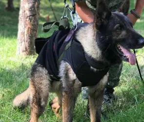 Turquía: Muere durante su misión Proteo, el perrito rescatista mexicano