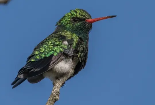 Conforme se acerca el Día de San Valentín o del Amor y la Amistad, especies de colibríes en peligro de extinción caen víctimas de amarres.