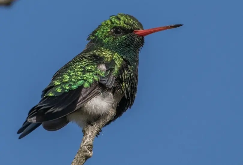 Conforme se acerca el D&iacute;a de San Valent&iacute;n o del Amor y la Amistad, especies de colibr&iacute;es en peligro de extinci&oacute;n caen v&iacute;ctimas de amarres.