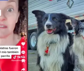 Argentina llama ególatras a mexicanos por decirles héroes a perritos rescatistas