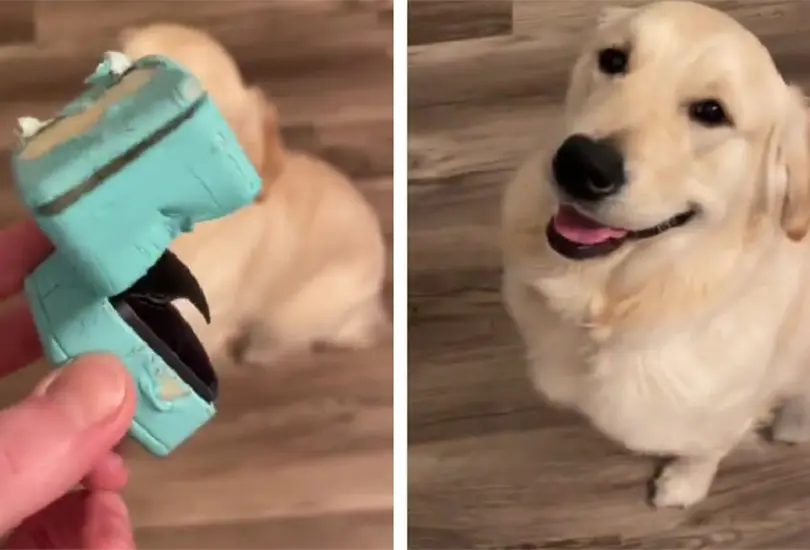 Perrito se come el anillo de compromiso de su due&ntilde;o