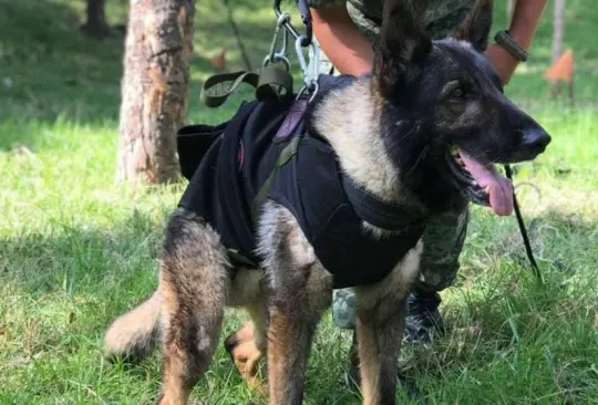 Proteo no murió a causa de un derrumbe, su entrenador y la Sedena informaron qué pasó con el héroe canino