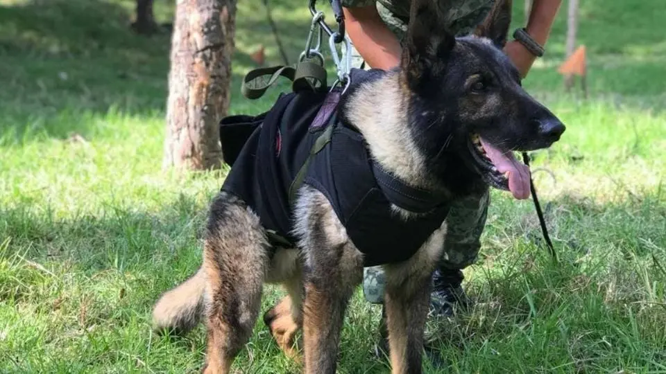 Proteo no murió a causa de un derrumbe, su entrenador y la Sedena informaron qué pasó con el héroe canino Proteo no murió a causa de un derrumbe, su entrenador y la Sedena informaron qué pasó con el héroe canino