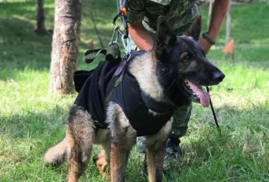 Le hacen corrido a Proteo, el perrito rescatista