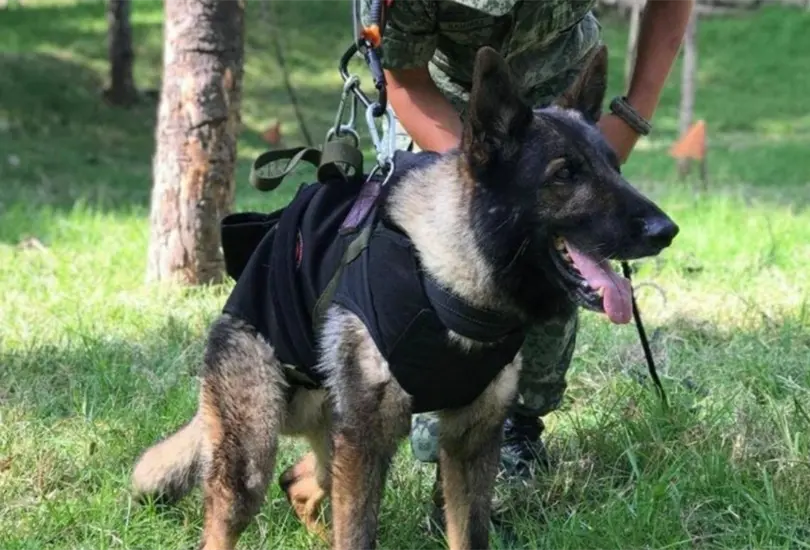 Le hacen corrido a Proteo, el perrito rescatista Le hacen corrido a Proteo, el perrito rescatista