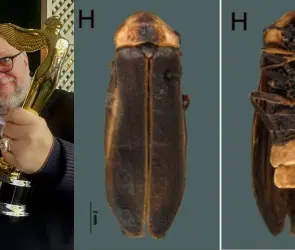Nombran una luciérnaga en honor a Guillermo del Toro
