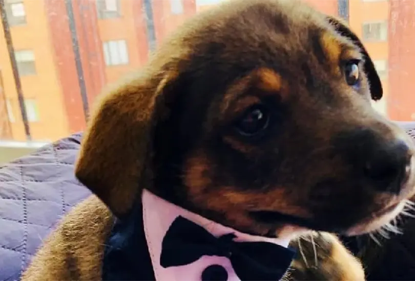 Quien iba a adoptar al perrito Vicente nunca lleg&oacute; por &eacute;l, aunque lo ba&ntilde;aron y arreglaron; lo dejaron vestido y alborotado.