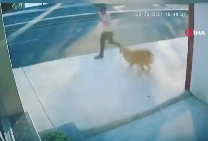 El hombre actu&oacute; por inercia y logr&oacute; salvarse del perro, pero un cami&oacute;n a toda velocidad termin&oacute; golpe&aacute;ndolo