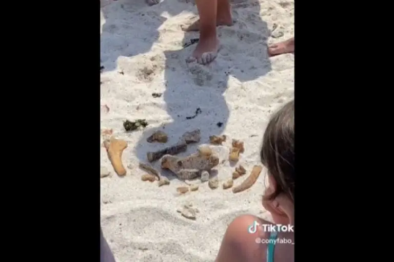 Jóvenes encuentran decenas de huesos en la playa - Tomada de video