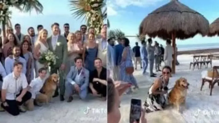 Perrito es invitado a boda (TikTok)