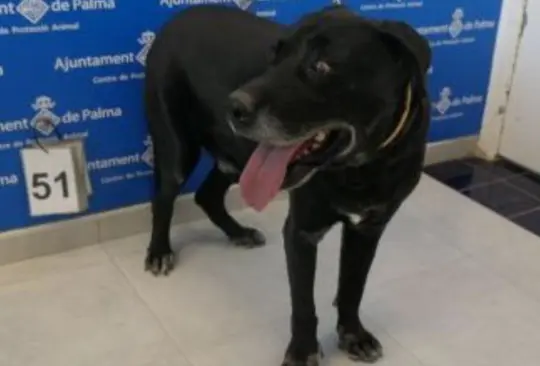 El perrito fue encadenado desde que tenía 3 meses y así se mantuvo durante 10 largos años El perrito fue encadenado desde que tenía 3 meses y así se mantuvo durante 10 largos años