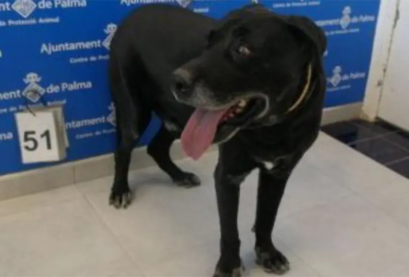 El perrito fue encadenado desde que tenía 3 meses y así se mantuvo durante 10 largos años El perrito fue encadenado desde que tenía 3 meses y así se mantuvo durante 10 largos años