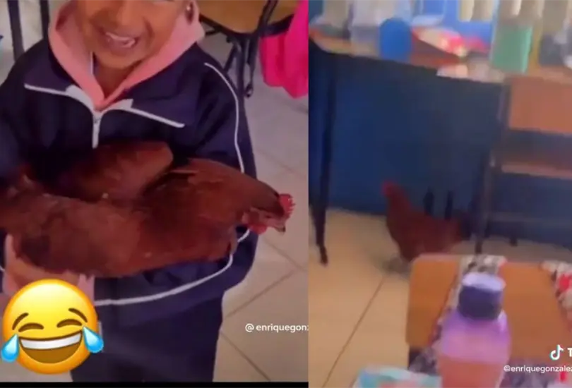La alumna se confunió y terminó llevando una gallina a la escuela La alumna se confunió y terminó llevando una gallina a la escuela