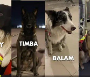 Presentan a los perritos rescatistas que fueron a ayudar a Turquía