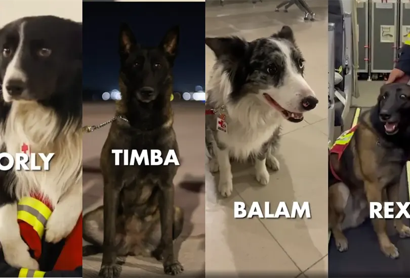 Orly, Julia, Ecko, Timba, July, Balam y Rex son algunos de los lomitos rescatistas de M&eacute;xico que fueron a Turqu&iacute;a a ayudar tras el sismo.