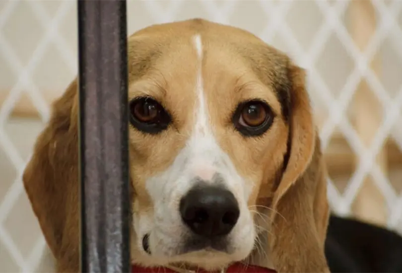 Aqu&iacute; te decimos c&oacute;mo denunciar el maltrato animal. 