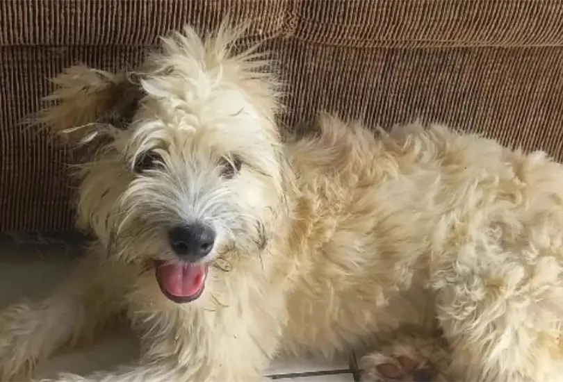Afortunadamente la perrita ya encontró un hogar en donde vivir dignamente Afortunadamente la perrita ya encontró un hogar en donde vivir dignamente