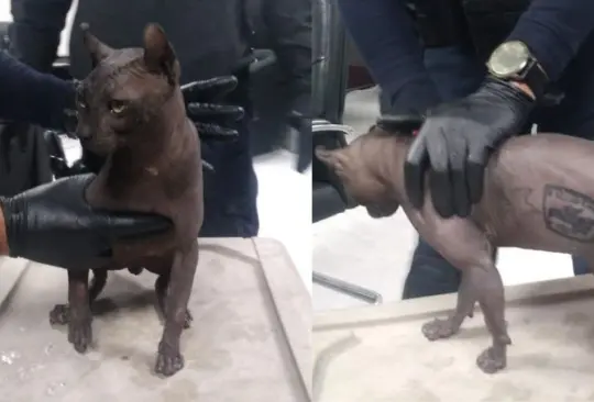 El animal fue rescatado del Cereso 3 y llevado a un refugio para animales El animal fue rescatado del Cereso 3 y llevado a un refugio para animales