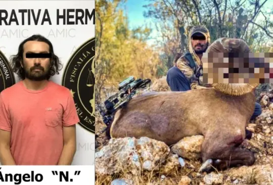 El borrego cimarrón era parte de un programa de recuperación de la especie en Sonora, el cazador extranjero fue identificado como Ángelo N. El borrego cimarrón era parte de un programa de recuperación de la especie en Sonora, el cazador extranjero fue identificado como Ángelo N.