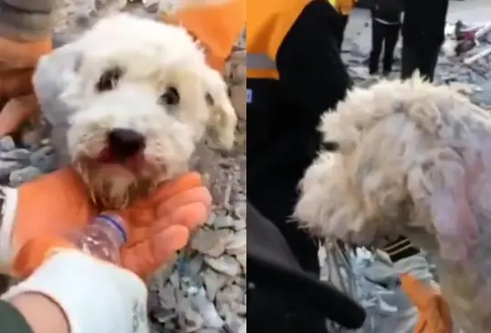 Durante los trabajos de búsqueda de víctimas entre escombros tras el fuerte sismo de Turquía también han surgido videos del rescate de mascotas como lomitos y gatitos.