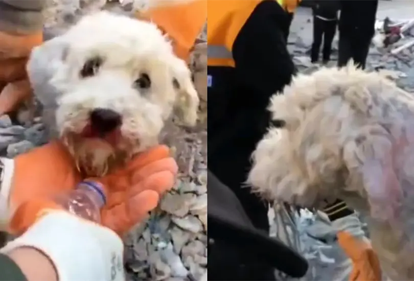 Durante los trabajos de b&uacute;squeda de v&iacute;ctimas entre escombros tras el fuerte sismo de Turqu&iacute;a tambi&eacute;n han surgido videos del rescate de mascotas como lomitos y gatitos.