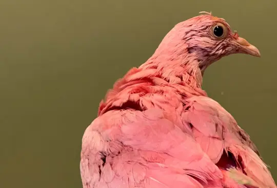 La paloma fue rescatada por el Fondo de Aves Silvestre en Manhattan, sin embargo, no lograron salvar la vida del animal debido a las toxinas que emanaban del tinte rosado La paloma fue rescatada por el Fondo de Aves Silvestre en Manhattan, sin embargo, no lograron salvar la vida del animal debido a las toxinas que emanaban del tinte rosado