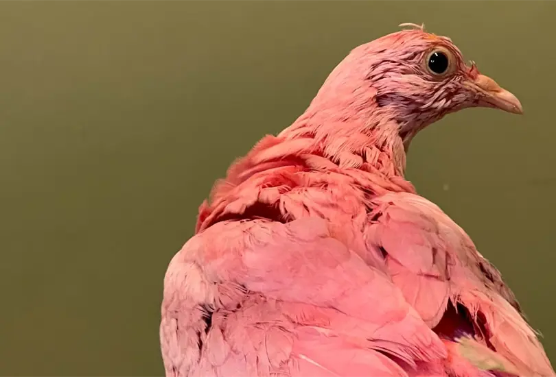 La paloma fue rescatada por el Fondo de Aves Silvestre en Manhattan, sin embargo, no lograron salvar la vida del animal debido a las toxinas que emanaban del tinte rosado La paloma fue rescatada por el Fondo de Aves Silvestre en Manhattan, sin embargo, no lograron salvar la vida del animal debido a las toxinas que emanaban del tinte rosado