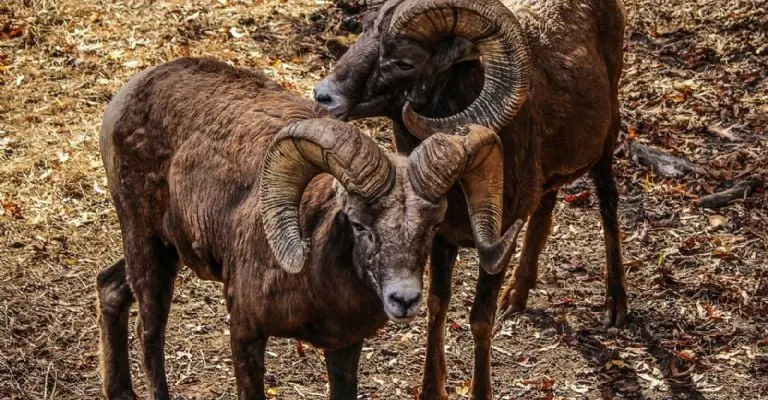 Ovis canadensis macho. Imagen: JamesDeMers, Pixabay.