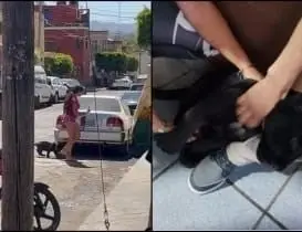 La Profepa informó que el felino fue resguardado provisionalmente en un zoológico donde recibirán atención y cuidados 