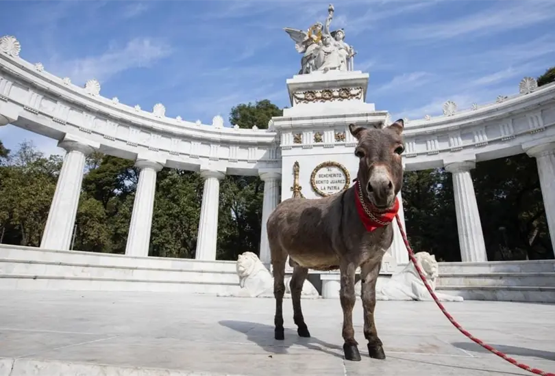 Tribilin, un burrito que forma parte de la comunidad de Burrolandia M&eacute;xico sali&oacute; a las calles de la capital para difundir el rescate de este animal 