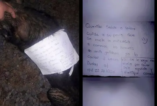 El perrito fue sorprendido por lo menos en tres ocasiones robando los huevos de las gallinas de su vecino El perrito fue sorprendido por lo menos en tres ocasiones robando los huevos de las gallinas de su vecino
