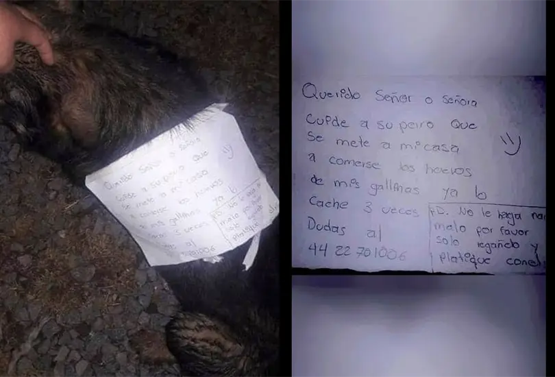 El perrito fue sorprendido por lo menos en tres ocasiones robando los huevos de las gallinas de su vecino El perrito fue sorprendido por lo menos en tres ocasiones robando los huevos de las gallinas de su vecino