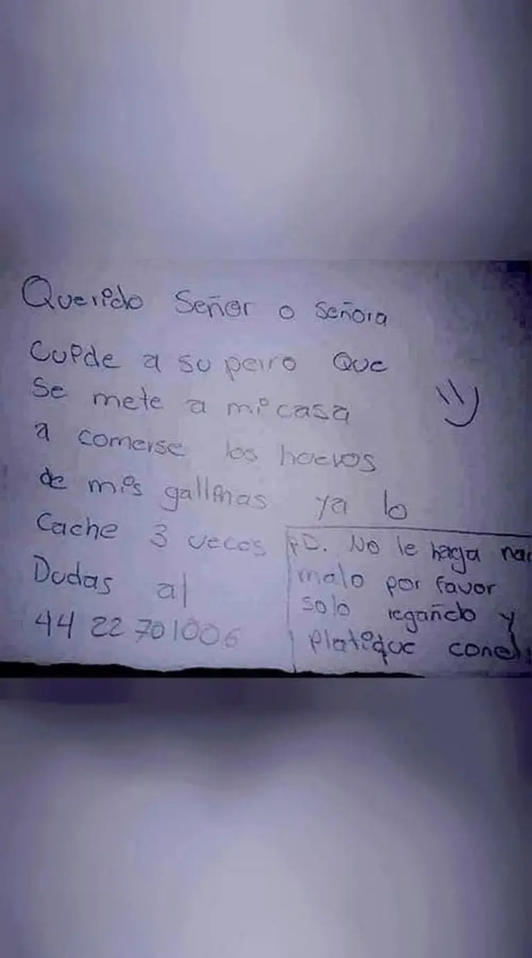 Sorprenden a perrito ladrón de huevos de gallina - Huellitas Durango A.C.