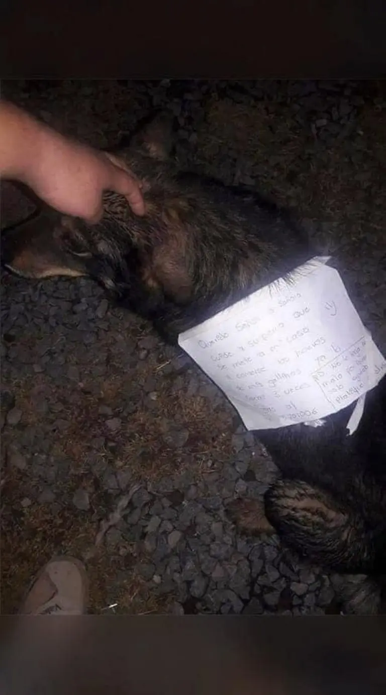 Sorprenden a perrito ladrón de huevos de gallina - Huellitas Durango A.C.