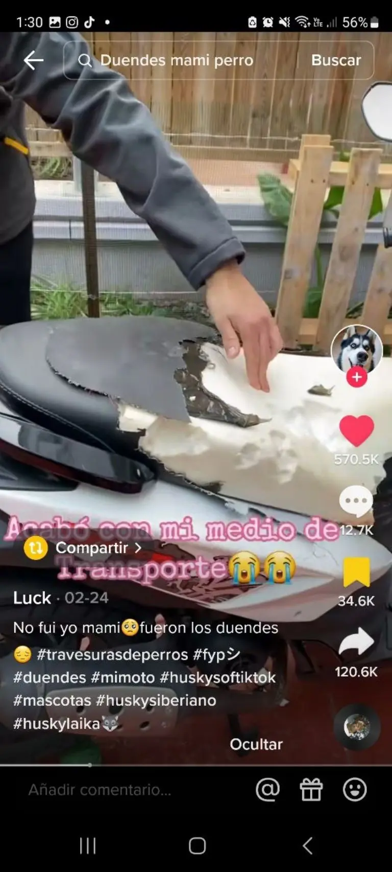 Perrito destroza asiento de motocicleta - Tomada de video