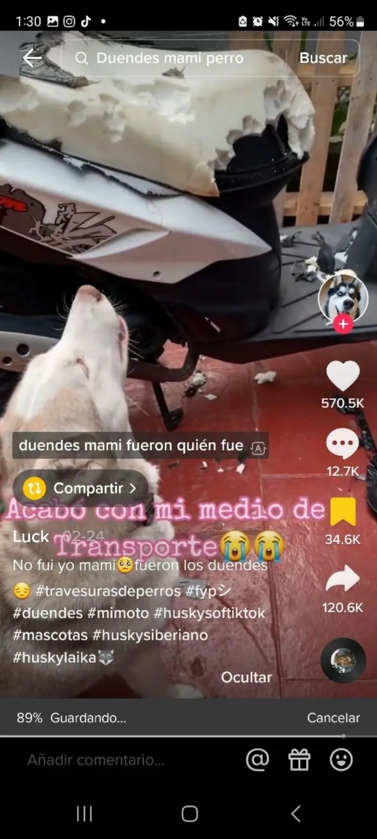 Perrito destroza asiento de motocicleta - Tomada de video