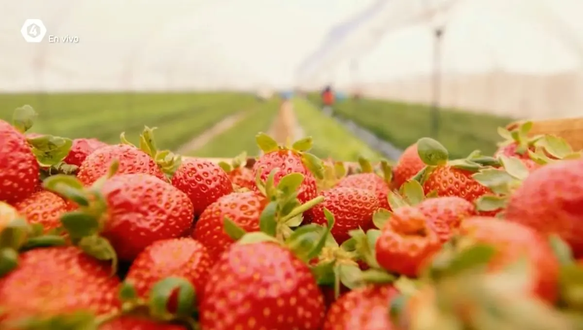 El campo tampoco ha sido olvidado: las labores de producci&oacute;n en Guanajuato han sido 'un orgullo para todos nosotros', dijo Diego Sinhue: 'Es el segundo cluster m&aacute;s importante de desarrollo econ&oacute;mico en el estado.
