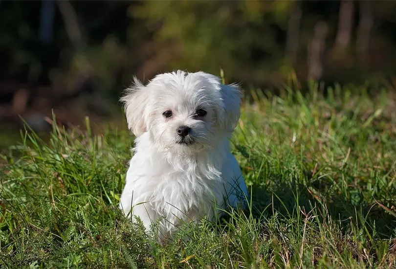 En esta temporada de calores, hay que cuidar bien a nuestros amigos m&aacute;s peludos
