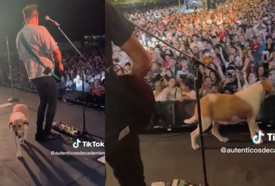 Perrito se sube al escenario en concierto de Los Auténticos Decadentes. 