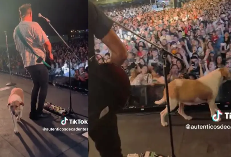 Perrito se sube al escenario en concierto de Los Auténticos Decadentes. Perrito se sube al escenario en concierto de Los Auténticos Decadentes.